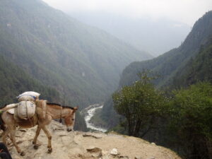 Everest Base Camp: Donkeys and yaks