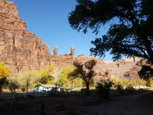 Supai is an oasis in the unforgiving desert canyon. Yellow trees by a stream.