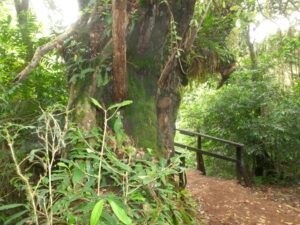 Tropical rainforest canopy scatters sunbeams and shadows on the way to summit Kilimanjaro.