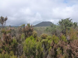 Summit Kilimanjaro and see the low shrubs of the heath and moorland.