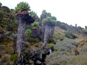 Summit Kilimanjaro and see the pineapple capped giant groundsel