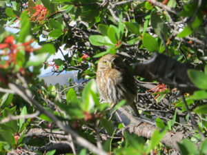 A baseball-sized Patagonia owl sitting in a bush. 