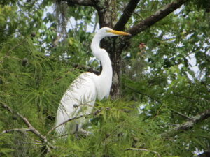 Spot a great white heron during the airboat ride