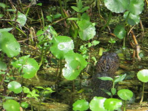 Airboat ride: did you spot the gator?