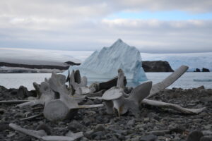 Penguin Island (in the South Shetland Islands chain) is dotted with giant whale skeletons left by whalers from long ago. There are large colonies of chinstrap and gentoo penguins. Antarctic Kayaking