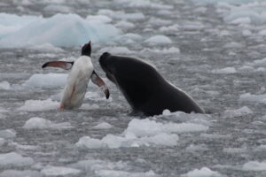 A leopard seal tosses a penguin in the air before eating it. Even wildlife in Antarctica must be savage to survive harsh conditions.