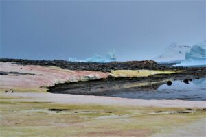 The shores of Antarctica can be red, green, black, and gray, not the typical white you would expect.