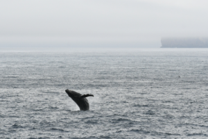 A humpback whale breaches as we depart Antarctica.