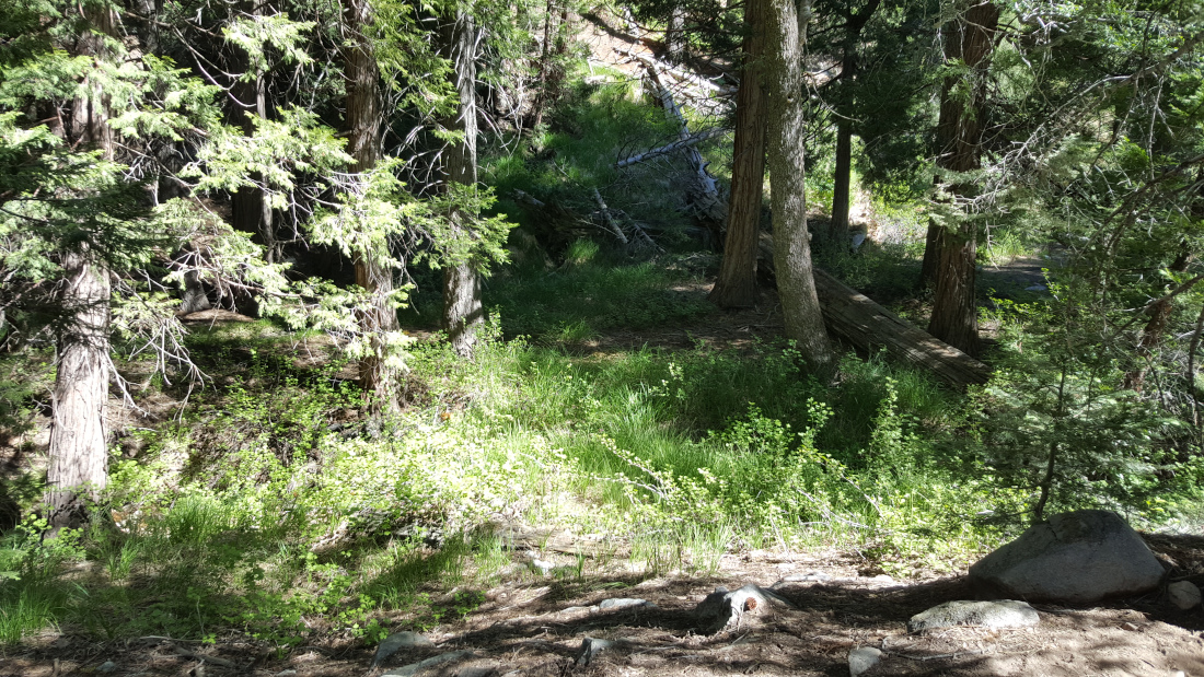 Next to Vivian Creek, it is green with plenty of trees