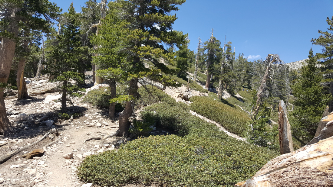 There are still trees on this ridge
