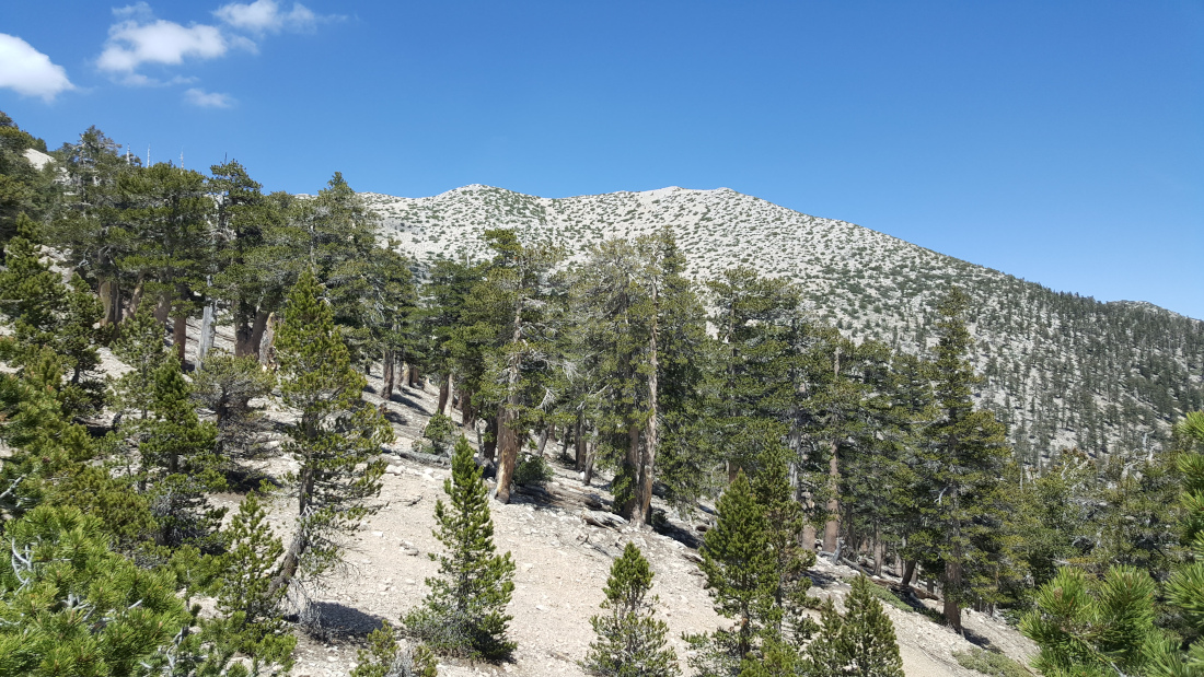 San Gorgonio Mountain as seen just above treeline