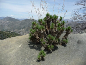 San Gabriel Peak