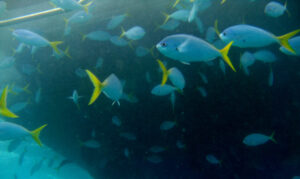 SCUBA diving the Great Barrier Reef brings you close to a school of yellowtail fusiliers