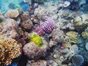 SCUBA diving the Great Barrier Reef reveals colorful corals and aquatic life