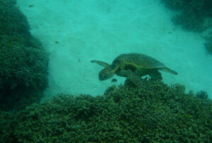 Highlight of SCUBA diving the Great Barrier Reef: green sea turtles!
