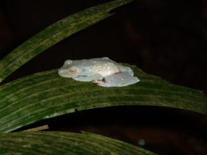 Zip-line Tortuguero: sleepy tree frog
