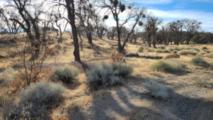 Liebre Mountain