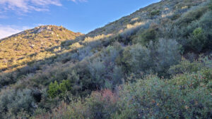 Oakzanita Peak