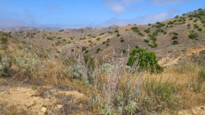 Trans-Catalina Trail