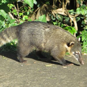 Brazil coati