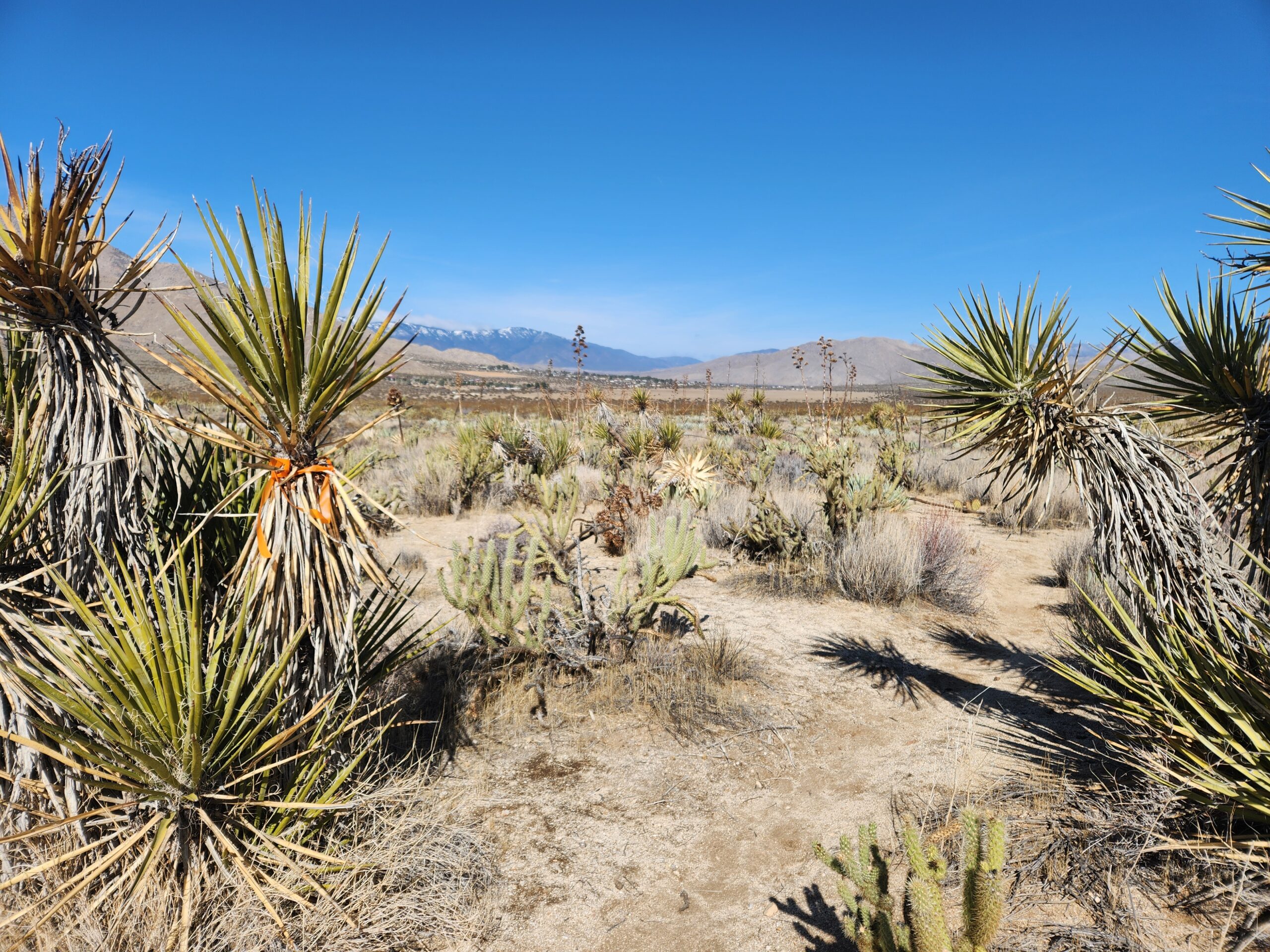 Old West 50k