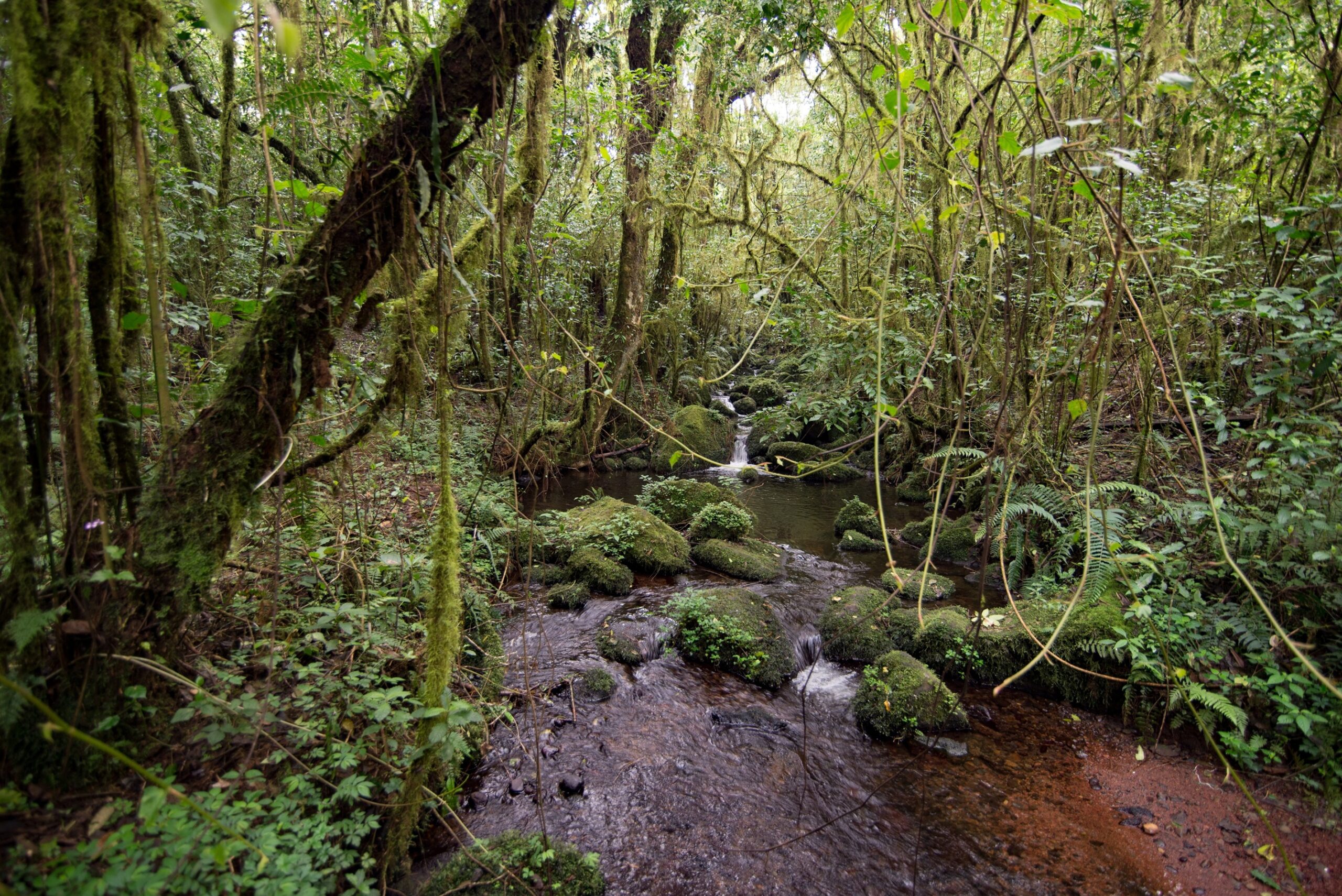 The rainforest is dense and green with moss clinging to every branch
