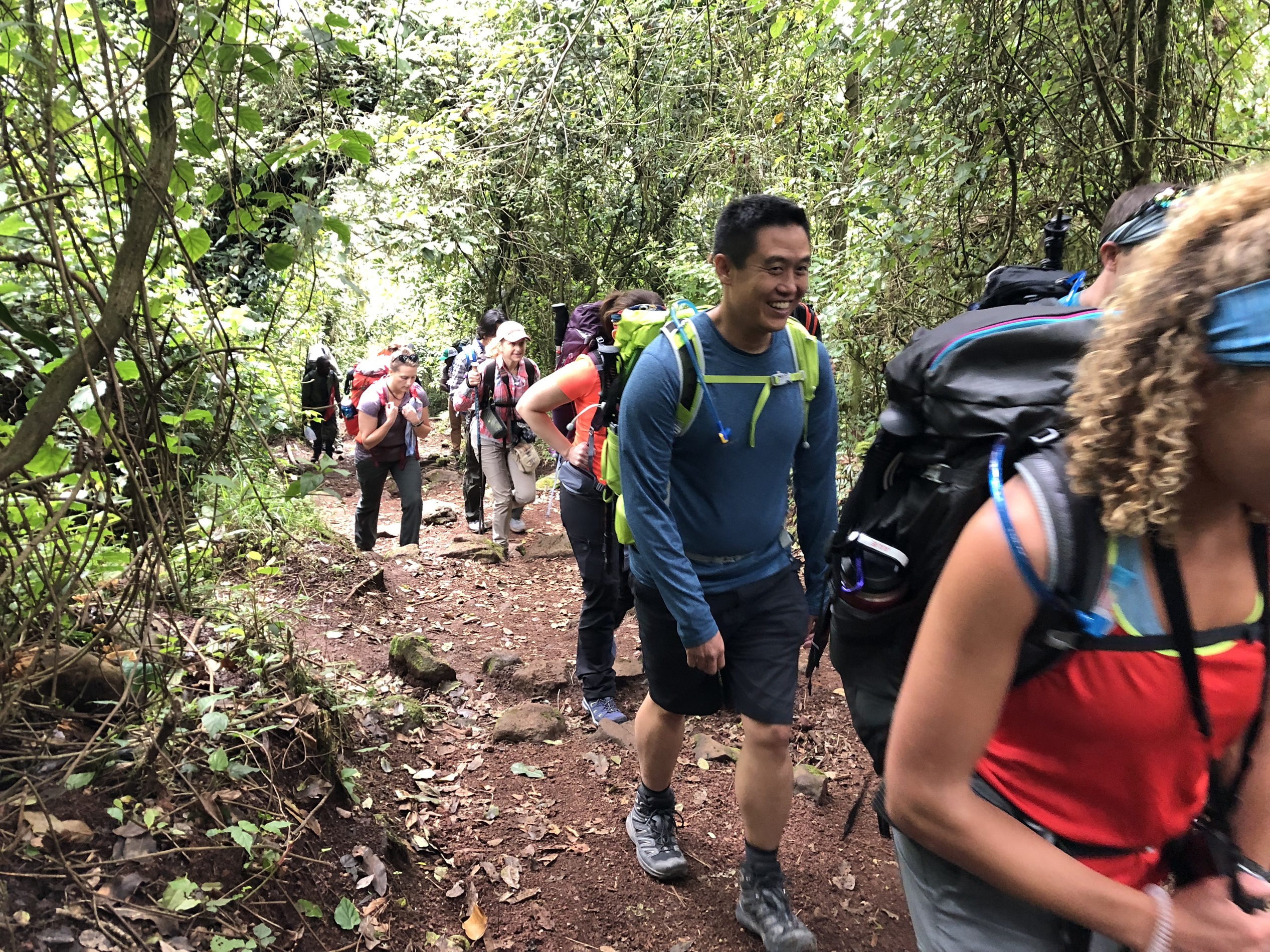 Line of hikers in a rainforest path