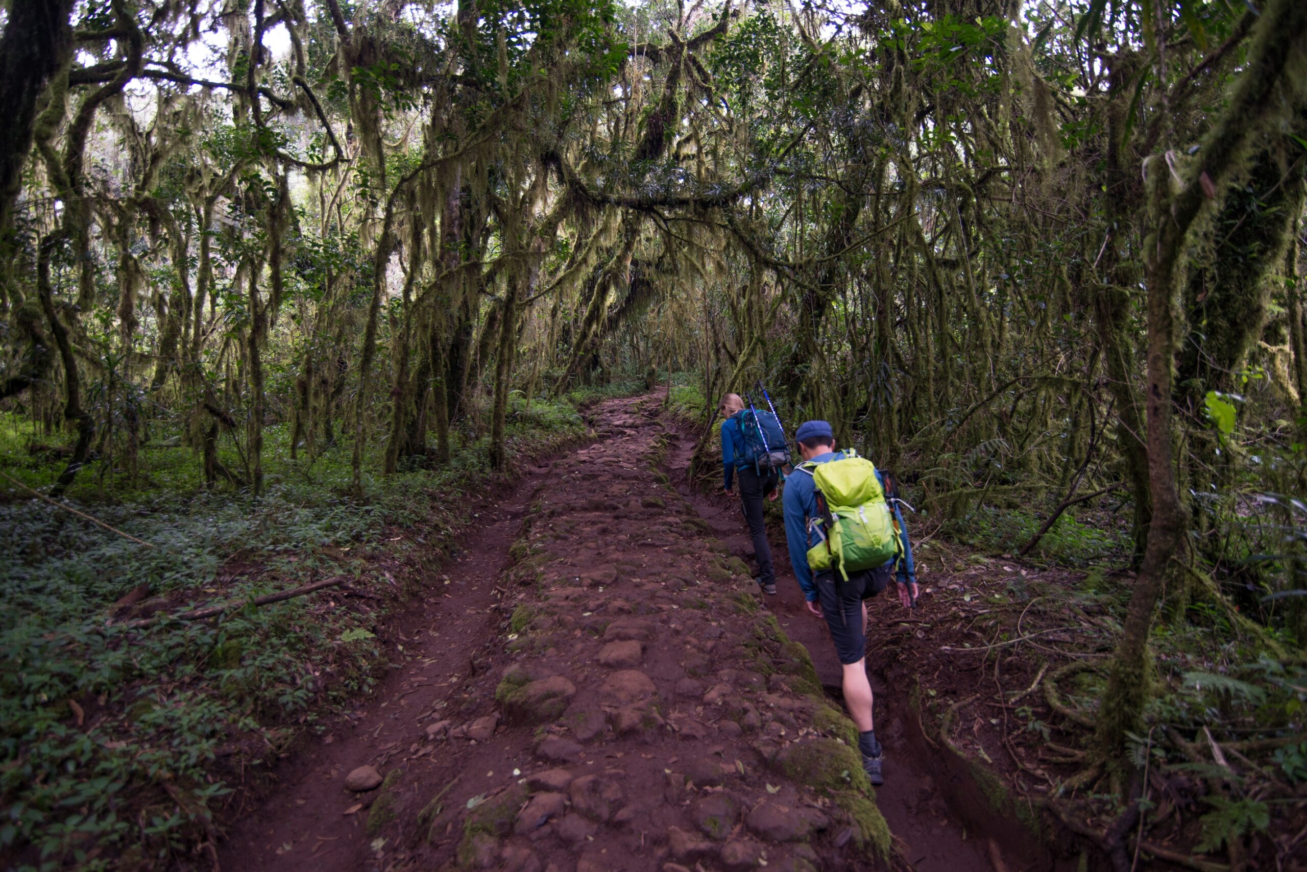 Moss clings to tall slender trees and vines