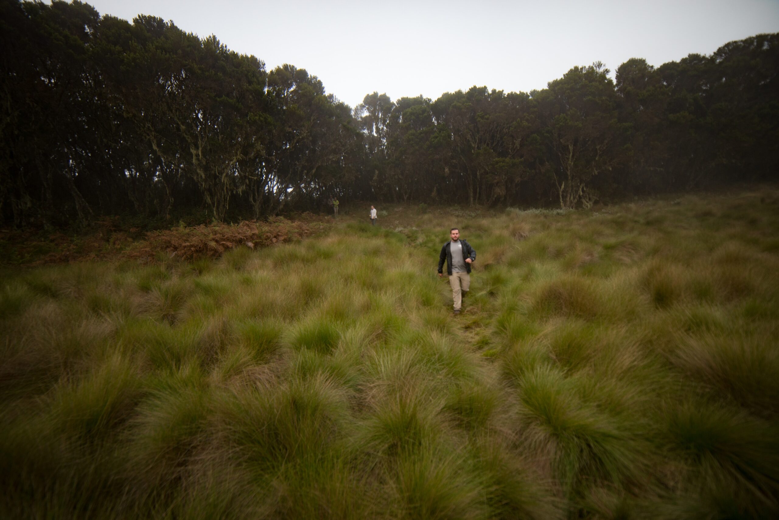 Tall grasses in a crater