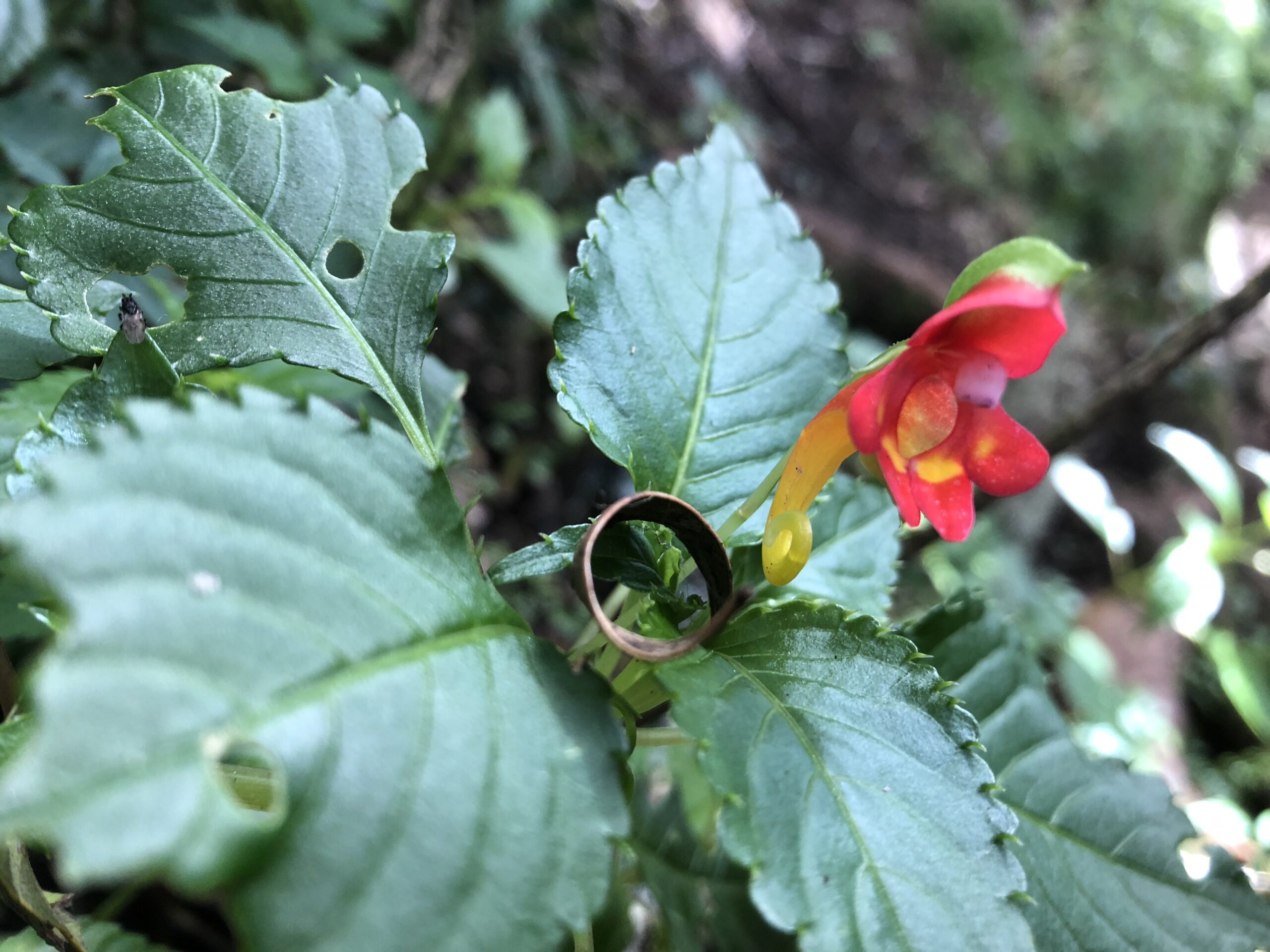 Beautiful red and orange bloom similar to an orchid