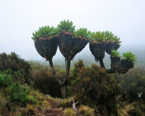 Summit Kilimanjaro