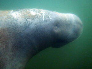 Profile of a West Indian Manatee while swimming with manatees