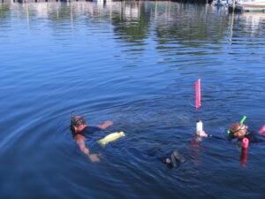 A couple of snorkelers at the surface of Crystal River while swimming with manatees