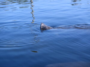 A manatee snout taking in a fresh breath of air