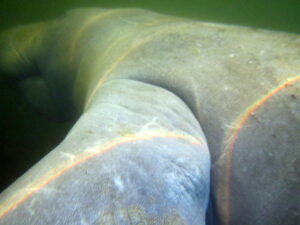 Manatee flipper with sun rays and scars