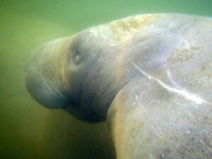 View of a manatee's face while swimming with Manatees in Crystal River, Florida