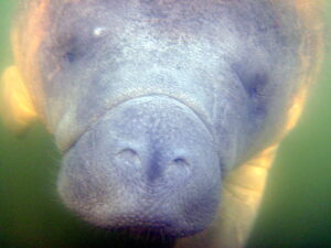 Staring face-to-face with a manatee while swimming with manatees