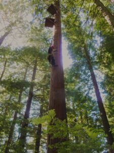 Climb a redwood