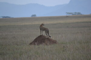 Safari in Tanzania