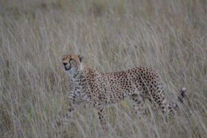 Safari in Tanzania