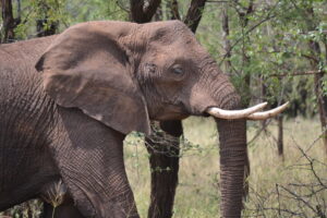 Safari in Tanzania