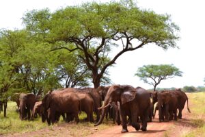 Safari in Tanzania