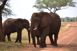 Safari in Tanzania