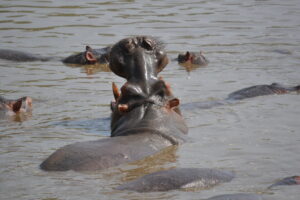 Safari in Tanzania