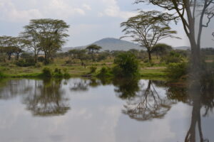 Safari in Tanzania