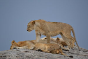 Safari in Tanzania