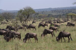 Safari in Tanzania