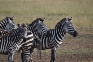 Safari in Tanzania