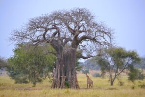 Safari in Tanzania