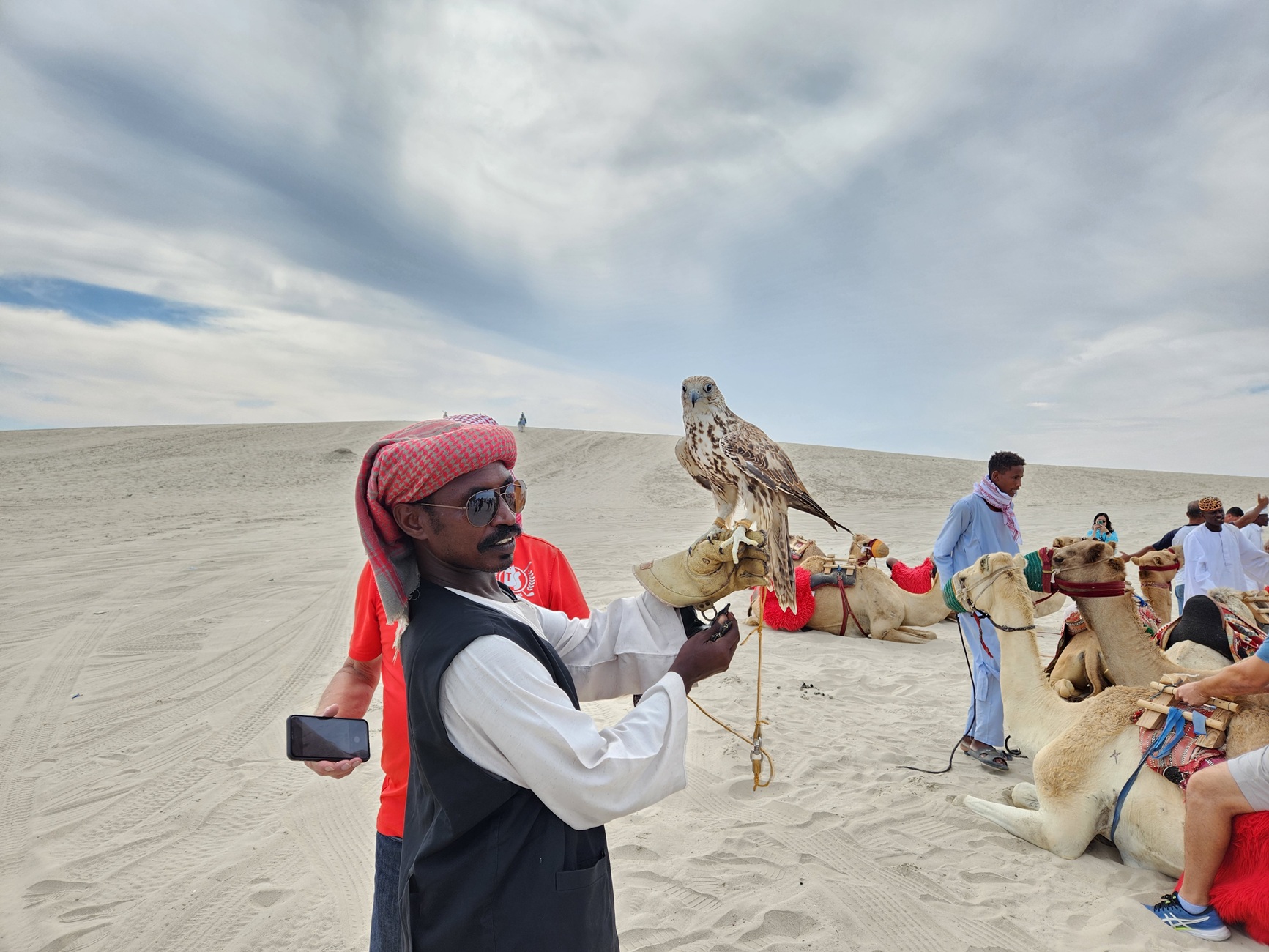 A falconer holding a falcon on his hand with seated camels in the background